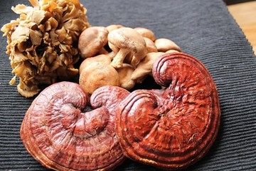 Vitální houby - poklad z přírody