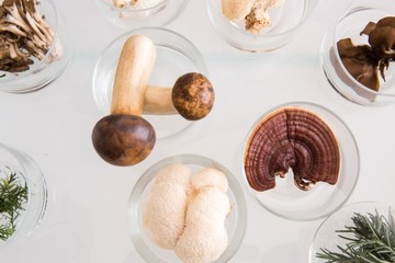 Vitální houby v klinických studiích